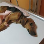 Darwin - paralysiert aufgefunden