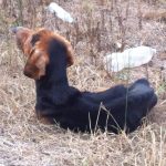 Lucky - Krankheit und Hunger