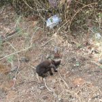 lonley-kitten