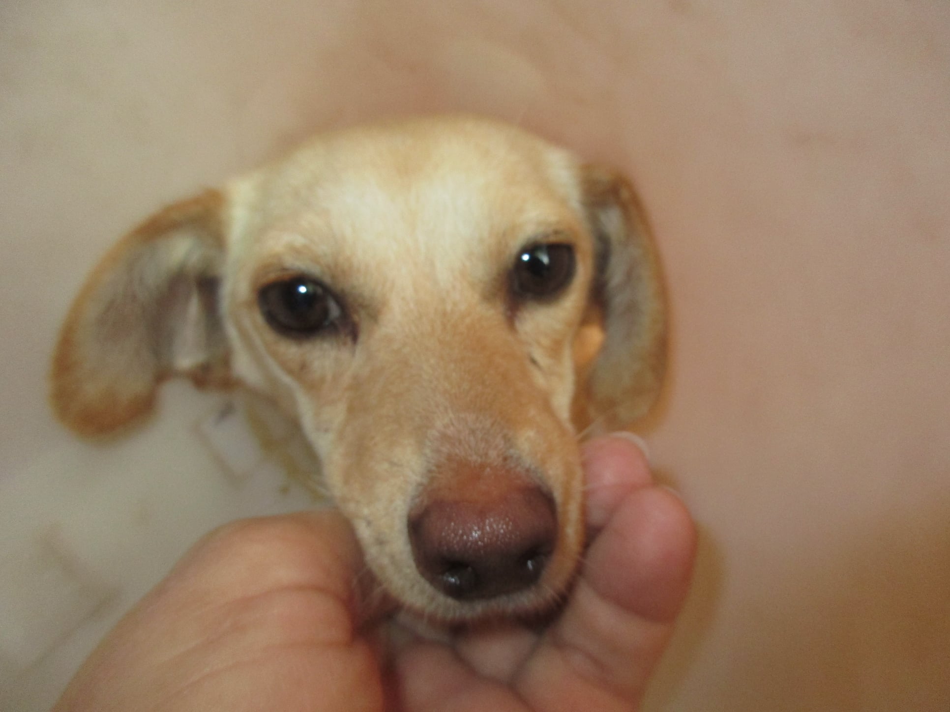 Handicapierte Hunde Heart for Montis