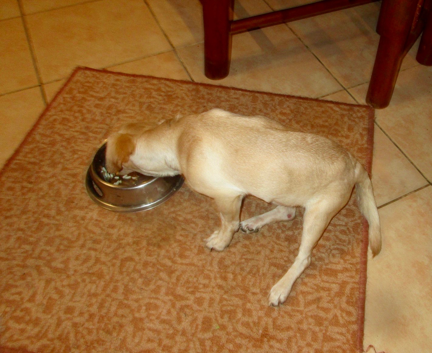 Handicapierte Hunde Heart for Montis