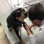 Hunde bei der Blutabnahme für den Tollwutantikörper-Test