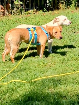 Nala mit Schwester_20250810-222435 Nala mit Schwester_20250810-222435