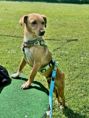 Nala_20250518_165020 Nala_20250518_165020