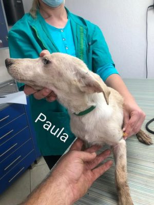 Paula