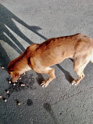 Strassenhunde-Füttern (1)