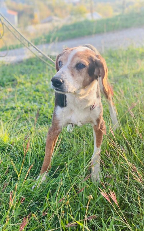 hunde notfälle